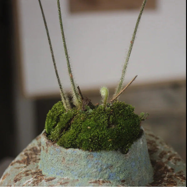 Kōya (荒野) Vassel- “wilderness” in Japanese